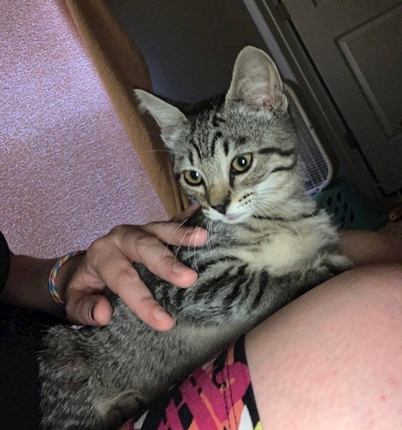 8. "Dopustili smo kćerki da udomi macu koju je pronašla na ulici."