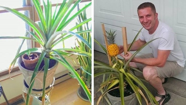 7. Nitko mi nije vjerovao kad sam govorio da ću uzgojiti ananas od kupovnog ananasa!