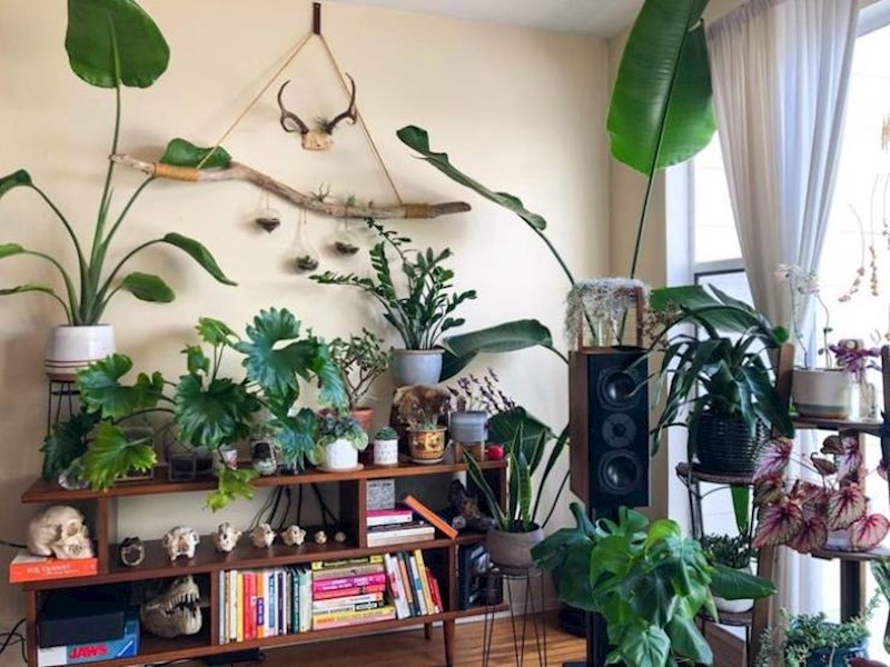 9. Ja nisam htio biljku, moja žena je. Pa smo napravili kompromis i nabavili 50 biljaka.