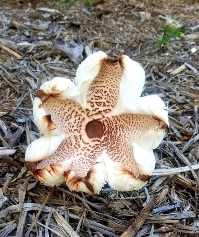 14. Gljiva koja izgleda kao kokica.