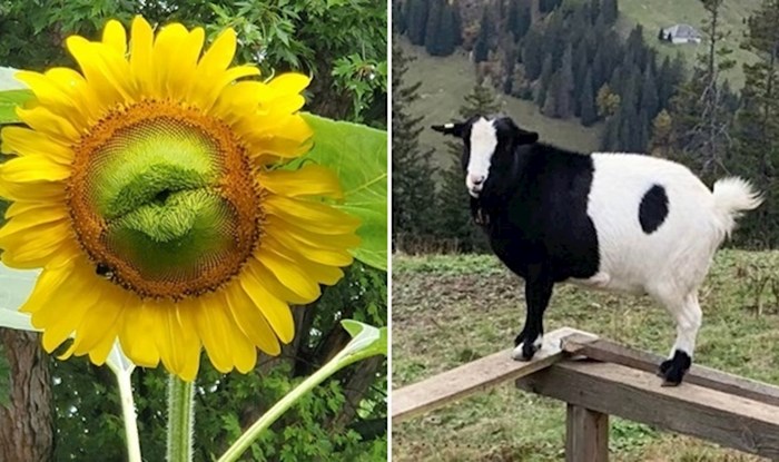 18 fotki čuda prirode koje će vam izmamiti osmjeh na lice