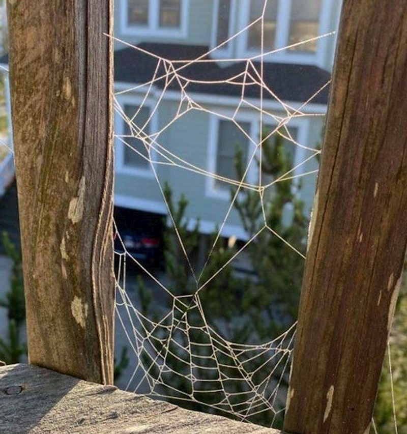 7. Paukova mreža koja izgleda kao Spiderman