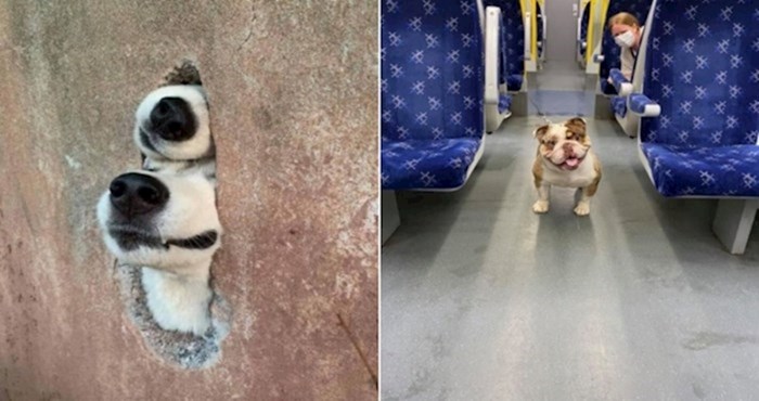 Postoji grupa na Fejsu u kojoj ljudi dijele fotke pasa koje slučajno sretnu, izabrali smo najslađe