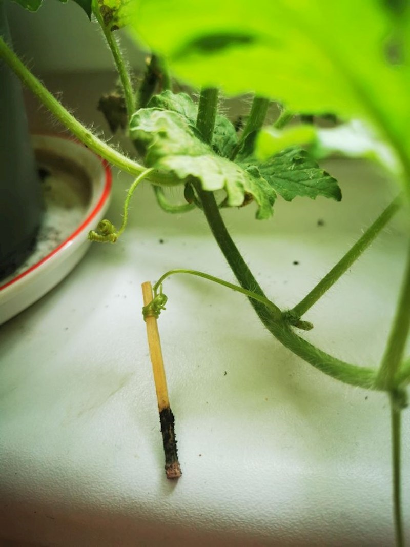 6. Biljka čiji je korijen iz zemlje izvadio zakopanu šibicu