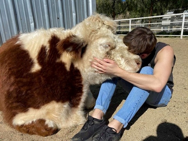 8. Ovo je Aretha, krava spašena iz klaonice. Pogledajte koja nježna i dobra cura.