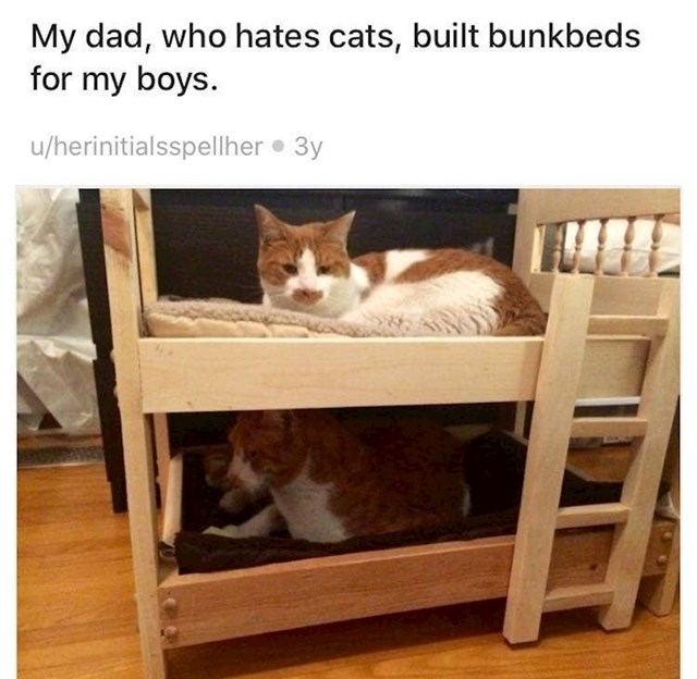 4. "Moj tata, koji navodno mrzi mačke, napravio je krevete na kat za moje dečke."
