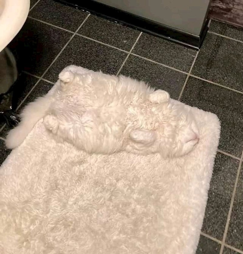 16. Maca se stopila s tepihom