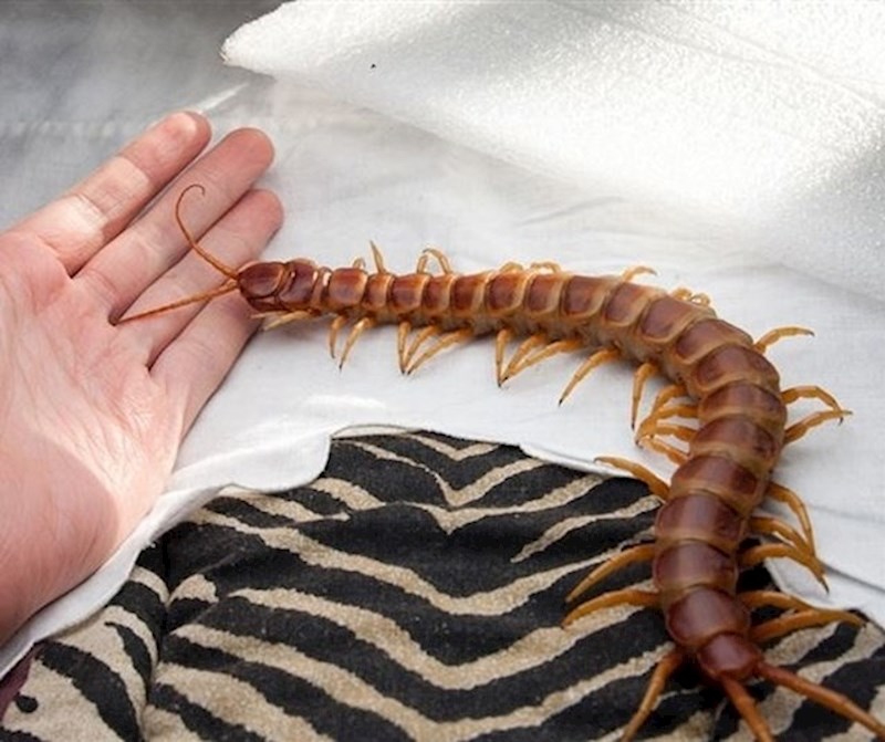 16.Ovo je divovska amazonska stonoga. Izgleda zastrašujuće, zar ne?