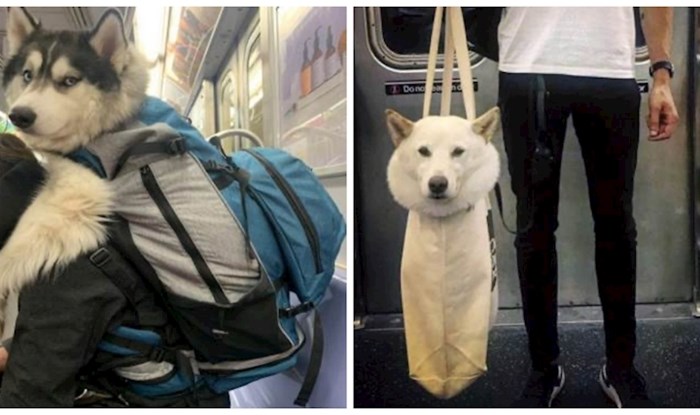 Na Instagramu postoji profil posvećen psima koje vlasnici prevoze u torbama, fotke su genijalne