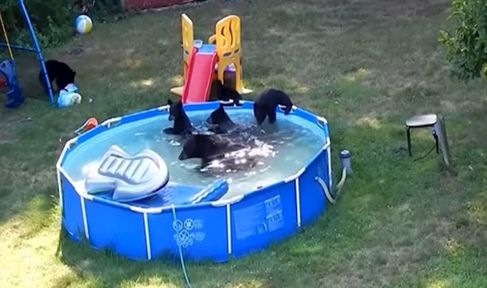 VIDEO Mama medvjedica i njezini mladunci organizirali su zabavu u dvorišnom bazenu