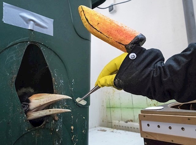 14. Ovako timaritelji u zoološkom vrtu u Pragu hrane mladunce tukana