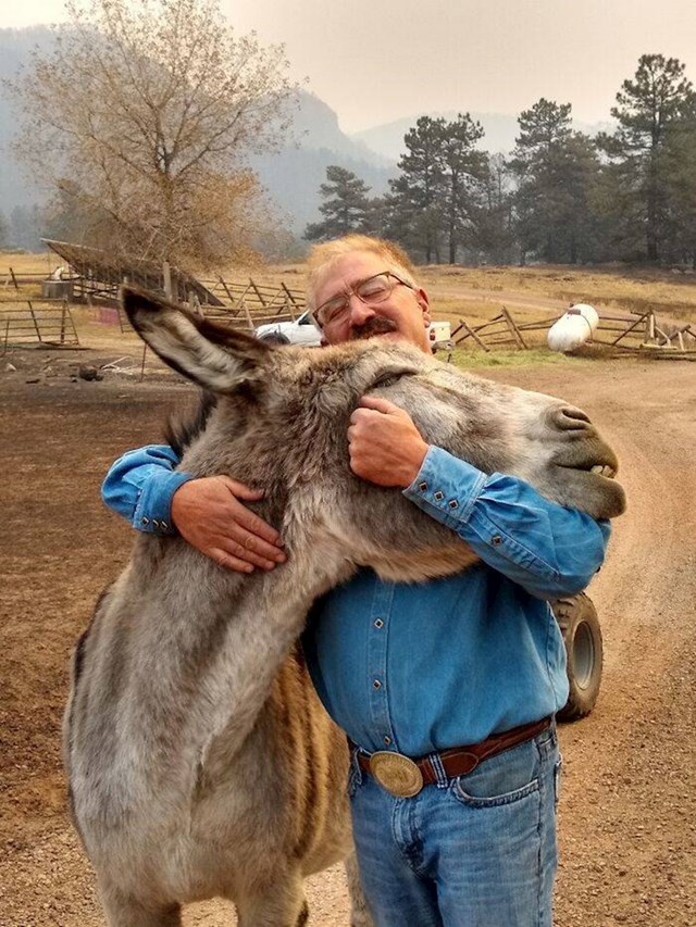3. Čovjek iz Kolorada nakon dva tjedna ponovno je vidio svojeg magarca. Morao je napustiti svoj ranč i sve životinje na njemu zbog blizine požara, kad se konačno vratio i uvjerio da su svi dobro srce mu je bilo na mjestu.❤️
