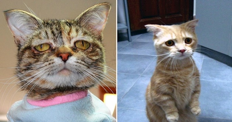 Smiješne mačke koje izgledaju kao da su im sve lađe potonule