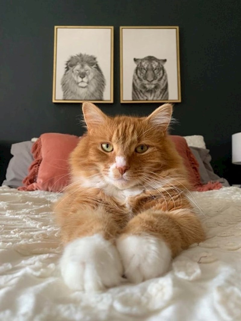 14. Moja mačka paše uz dekor