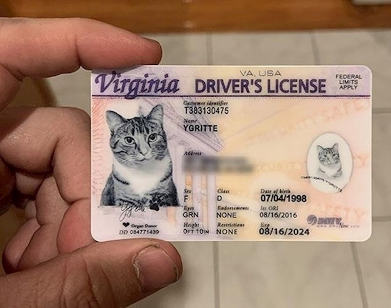 Poklonila je sestri lažnu vozačku za njezinu mačku.