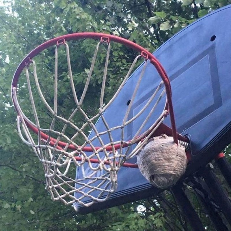 Promašiti naprosto nije opcija. Osim ako baš jako volite insekte.