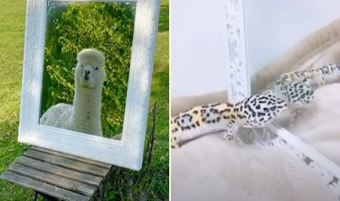 VIDEO Presmiješne reakcije životinja koje su vidjele svoj odraz u ogledalu