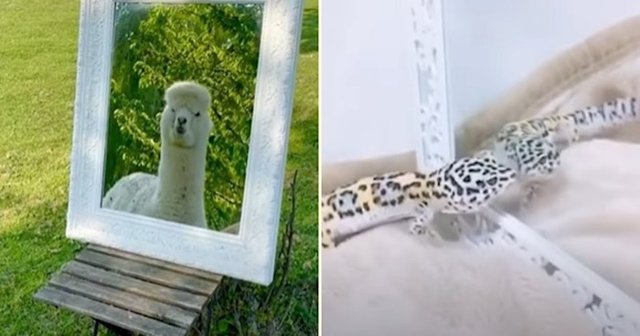 VIDEO Presmiješne reakcije životinja koje su vidjele svoj odraz u ogledalu