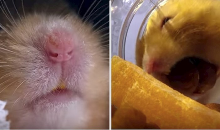 VIDEO Saznajte kako hrčak može pohraniti toliko hrane u svojim obrazima