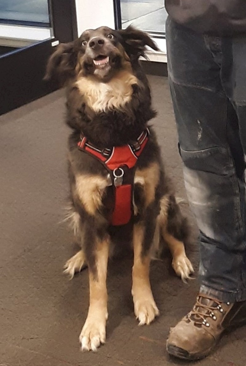 "Moj pas kad je shvatio da mu zaposlenica banke donosi poslasticu."