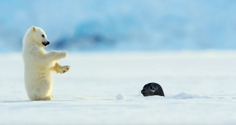 VIDEO Iznenadni susret polarnog medvjedića i bebe tuljana