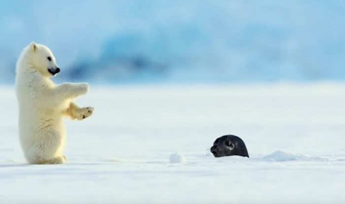 VIDEO Iznenadni susret polarnog medvjedića i bebe tuljana