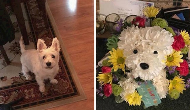 1. "Moj pas je uginuo prošli mjesec. Stalno sam bila tužna, pa me dečko odlučio razveseliti ovim buketom cvijeća."