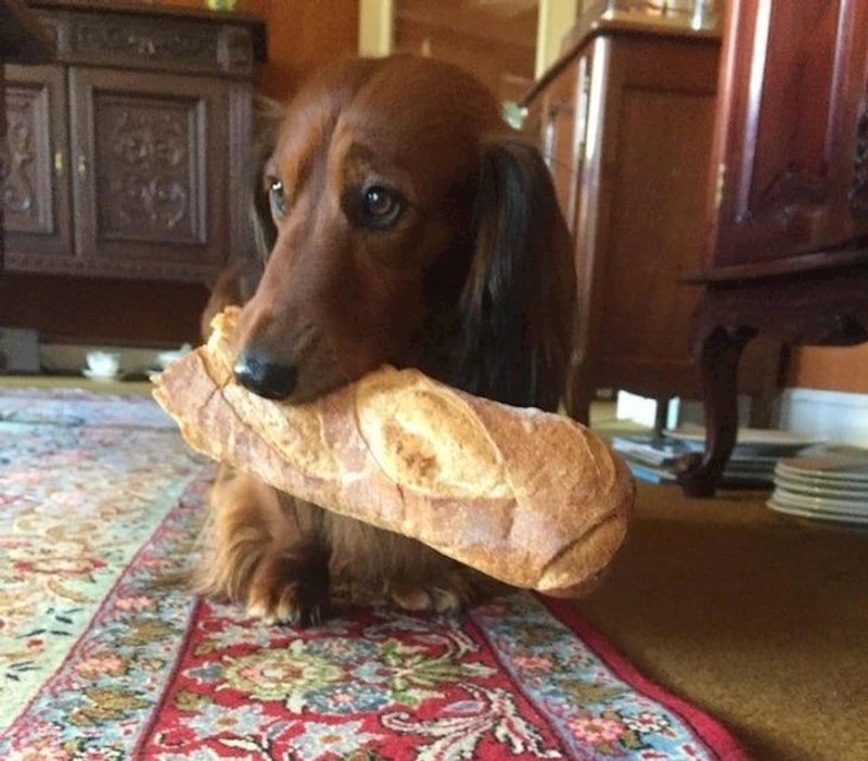 Baquette umjesto štapa.