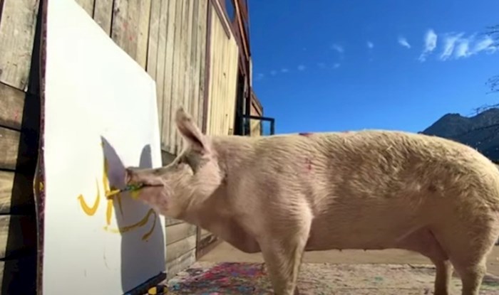 VIDEO Morate vidjeti kako je svinja po imenu Picasso naslikala Borisa Johnsona
