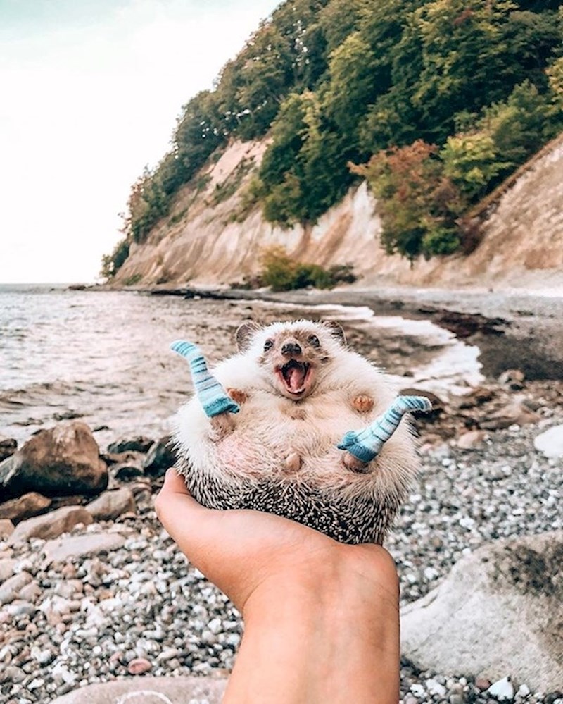 Simpatični ježić uživa na plaži.