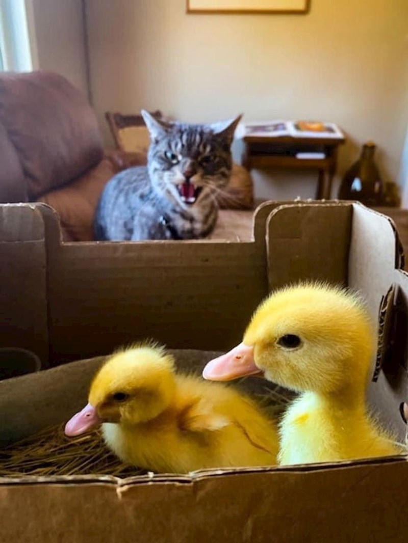 1. Nije oduševljena svojim novim cimerima