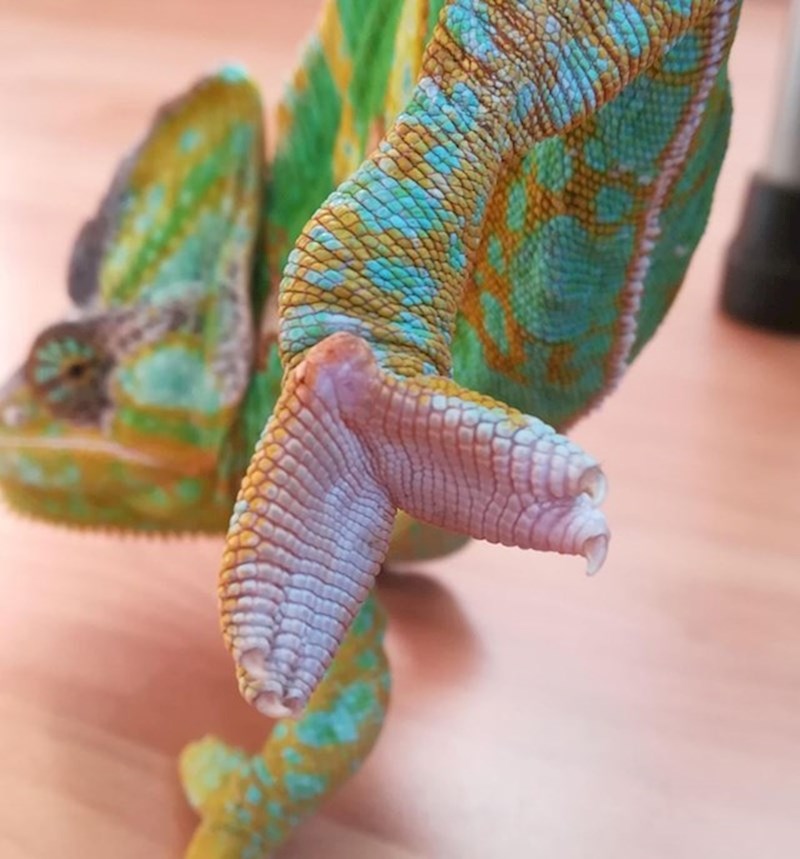 9. Ovako izgleda stopalo kameleona