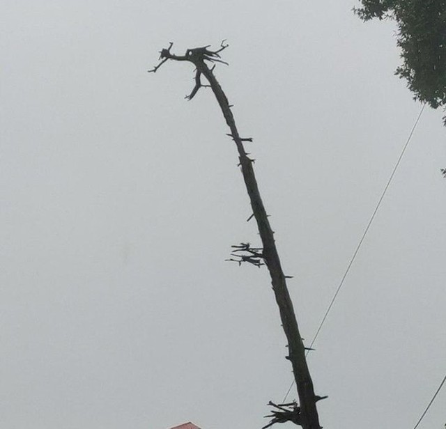 6. Drvo koje izgleda kao zmaj