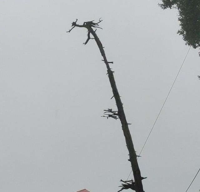 6. Drvo koje izgleda kao zmaj