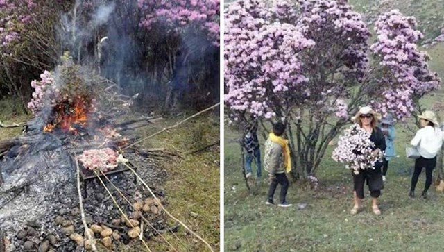 #13  Turisti uništavaju prekrasna stabla azaleje u Kini, a neki su čak otišli u toliku krajnost da su ih iskoristili kao grane za roštilj