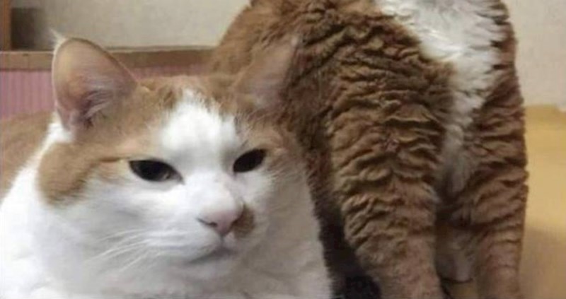 Druga mačka na fotografiji ispala je kao pripadnik neke nepoznate životinjske vrste