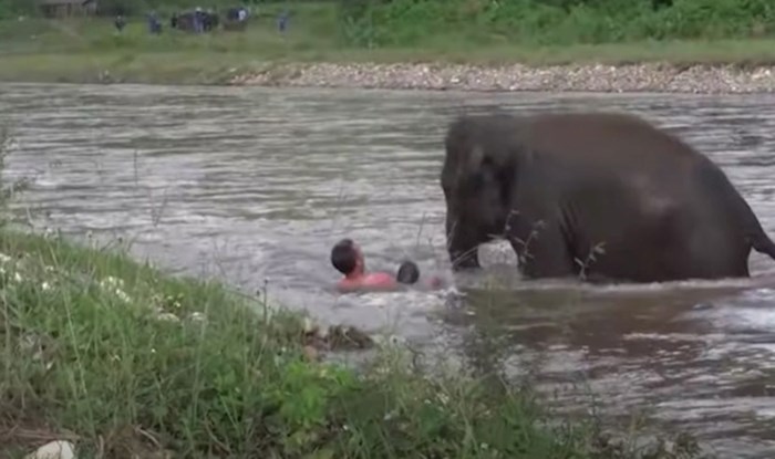 VIDEO 15 puta kad su divlje životinje spasile ljudima život