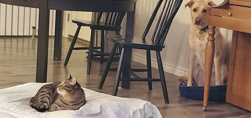 22. Pseći krevetić je najbolje mjesto.