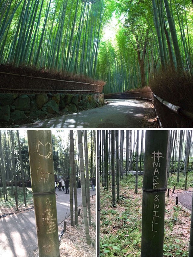 #24 Japanska bambusova šuma "plače" nakon što su turisti uništili drveće