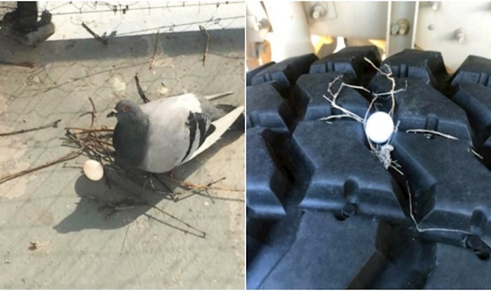 15 urnebesnih fotki koje dokazuju da su golubovi ptice koje rade najgora gnijezda
