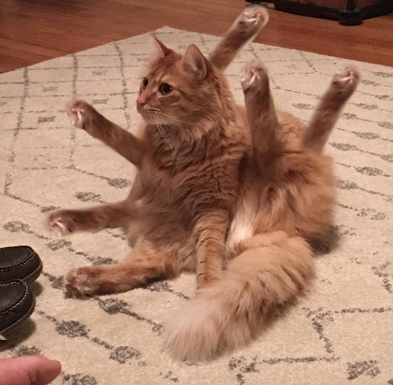 15. Koliko mačaka vidite?😳