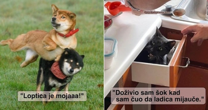18 smiješnih fotki blesavih kućnih ljubimaca koje će vam garantirano popraviti raspoloženje