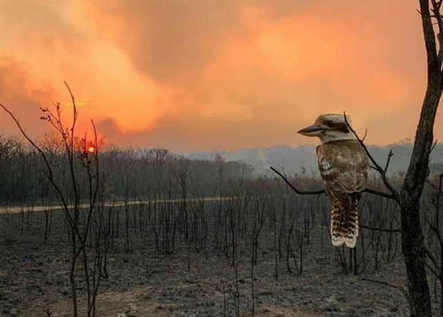 10.  Pustoš nakon neizmjerne tragedije nije prestrašila ovu ptičicu.