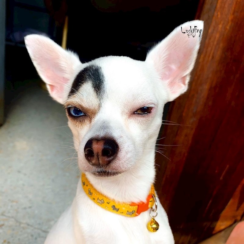 "Pas s očima različitih boja."