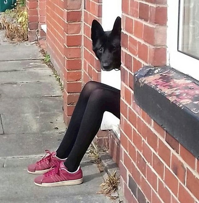 14. I psi nose Adidas