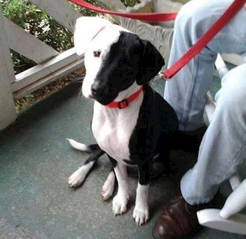 15. Cruella DeVil bila bi oduševljena ovim psom