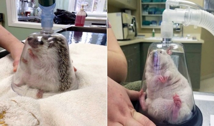 Morate vidjeti kako veterinari anesteziraju ježeve, ova je preslatko