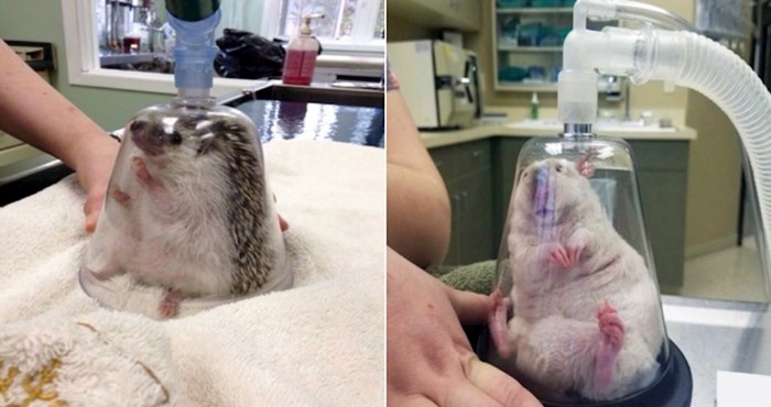 Morate vidjeti kako veterinari anesteziraju ježeve, ova je preslatko
