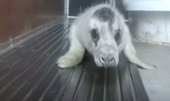 VIDEO Pogledajte dirljivo spašavanje malog tuljana i njegov povratak u divljinu