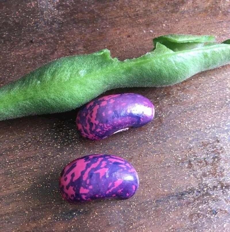 "Sjeme koje sam pronašla u ovoj grahorici."